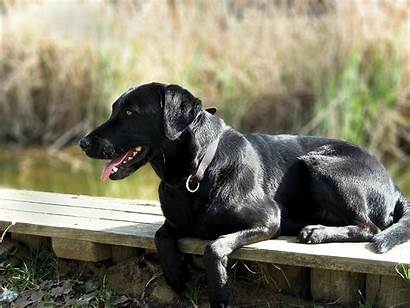 Labrador Retriever Dog Wallpapers Temperament Characteristics Exercise