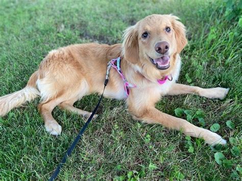 Dog For Adoption Honey A Golden Retriever Mix In Waterville Oh