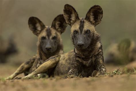 Unique Facts About The African Wild Dog Worldatlas