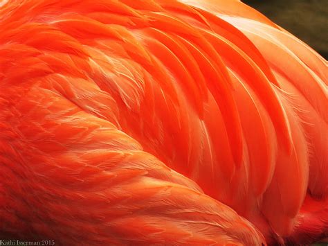 Feathering Photograph By Kathi Isserman Fine Art America