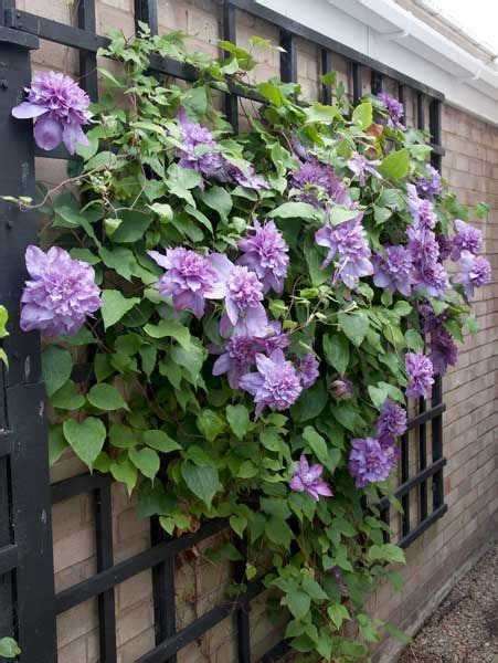 Check spelling or type a new query. Clematis Vyvyan Pennell climbing plant | Outdoors ...
