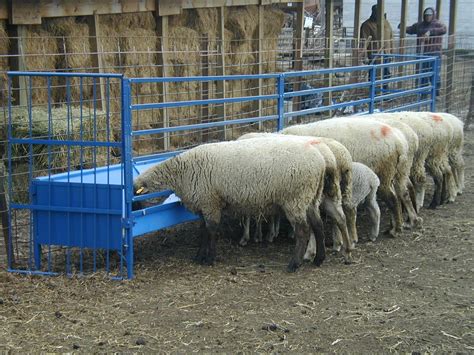 Sheep Trough Feeders Keep Healthy