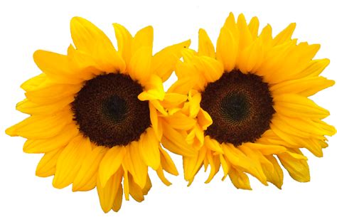 Sun Flowers Png Image For Free Download
