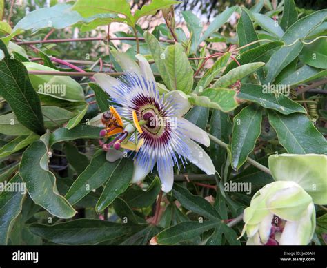 Blue Passion Flowers Passiflora Caerulea Stock Photo Alamy