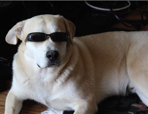 Cool Dog Pt 2 Sunglasses Meme Dogs Crazy Dog