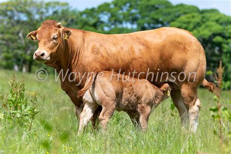 Hutchinson Photography Images Of Agriculture And Rural Life Pedigree Limousin Beef Cow With