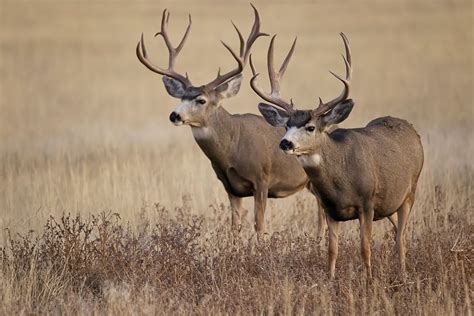 Hunters Dont Bring Your Idaho Deer Into Washington State