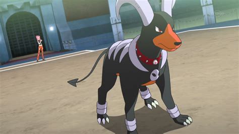 Malva's Houndoom | Pokémon Wiki | FANDOM powered by Wikia