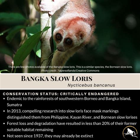 Bangka Slow Loris Nycticebus Bancanus New England Primate Conservancy