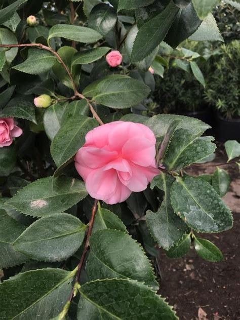 camellia debutante