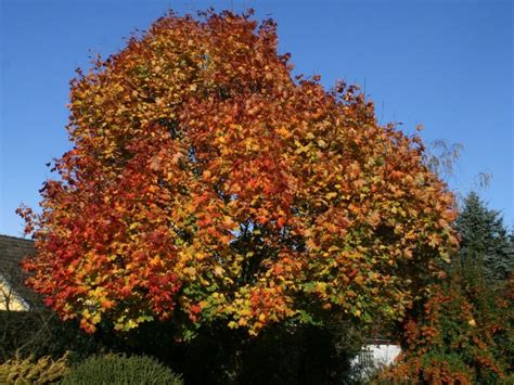 22 likes · 1 talking about this. Spitzahorn - Acer platanoides | Bäume garten, Pflanzen ...