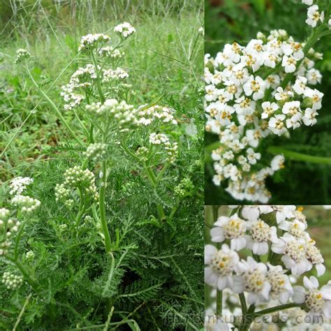 https://fairdinkumseeds.com/products-page/ethnobotanical-or-medicinal-plants/white-yarrow-achillea-millefolium-seeds/