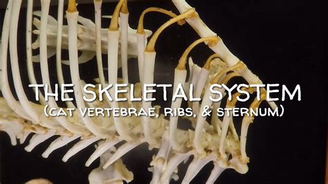 Skeletal System 05 Cat Vertebrae Ribs And Sternum Youtube