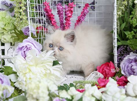 Mom is a bengal x , dad is a pure bred blue point siamese (very cuddly and smart) photos available upon request. Kenna - Doll Face Blue Point Himalayan Kitten for ...