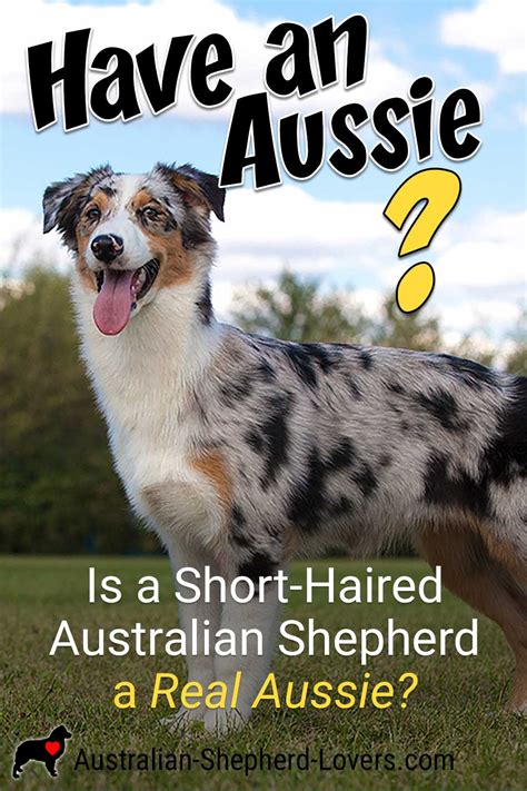 Aussie Short Hair Elsirutika