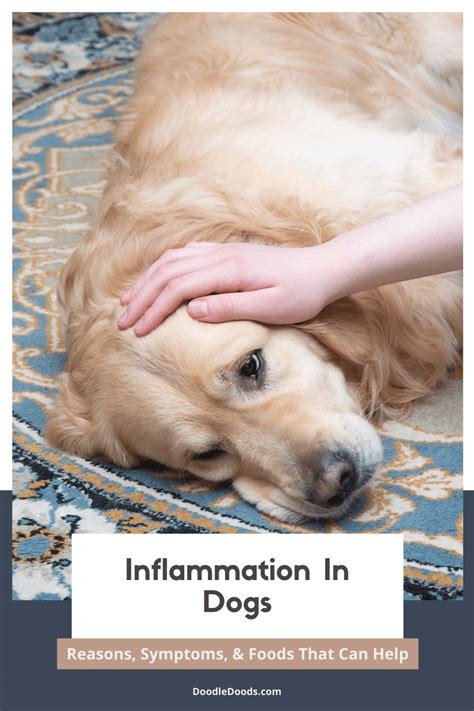 Inflammation In Dogs Reasons Symptoms And Foods That Can Help