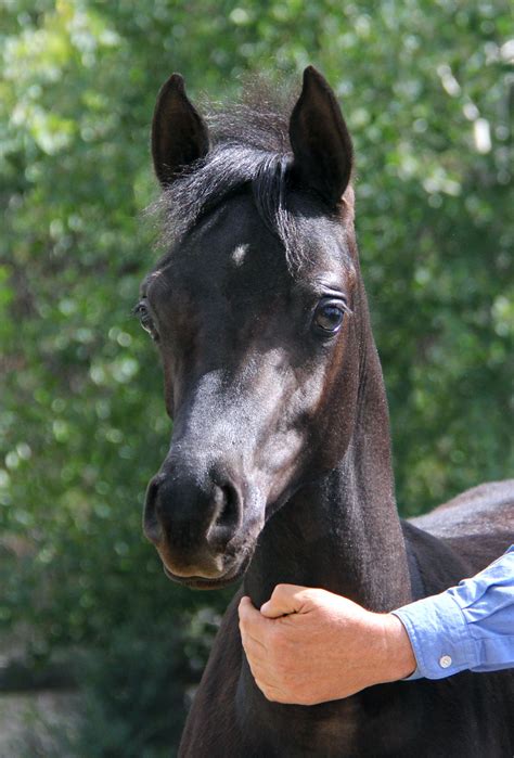 Homozygous Solid Black Arabian Stallion