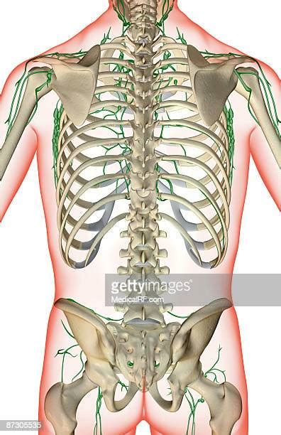 Axillary Lymph Node Photos And Premium High Res Pictures Getty Images