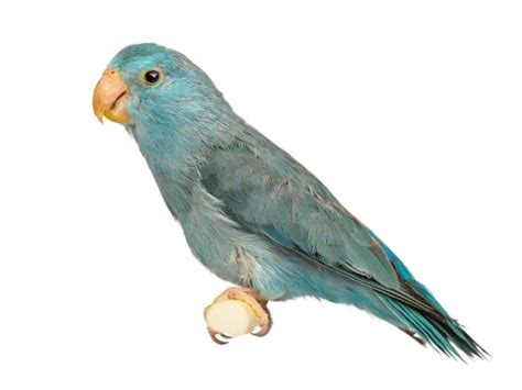 Join us for our monthly learnin' beepers online no prereq's ~ this is a beginners class for all the parrots that are learning yes/no and book/craft enrichment! Top 5 Birds for Beginners | PetStarter