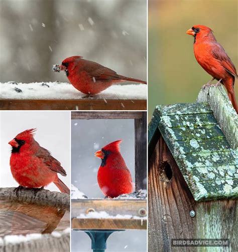 Do Cardinals Migrate A Guide Of Winter Cardinals