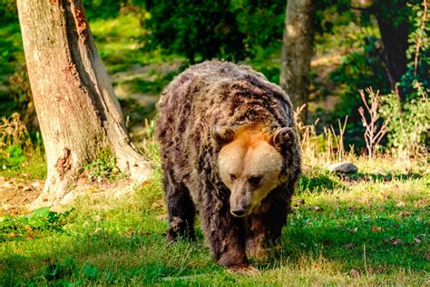 Libearty Bear Sanctuary In Romania A Big Dream For Giant