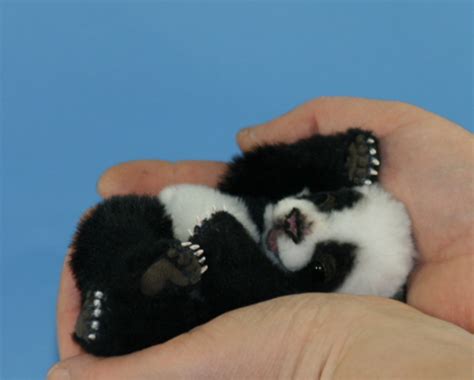 Cute Baby Panda Exploratory Technology 104