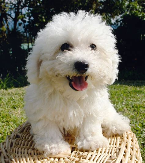 37 Bichon Frise Mixed With Poodle For Sale Image Bleumoonproductions