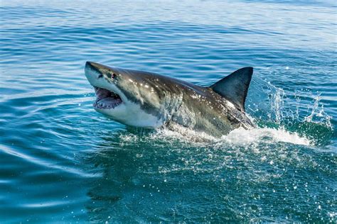 A Complete List Of Shark Attacks In Florida So Far In 2022 A Z Animals
