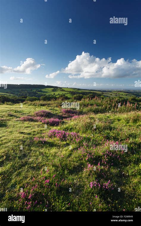View From Cothelstone Hill The Quantock Hills Somerset Uk Stock