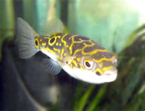 The Complete Freshwater Puffer Fish Care Guide