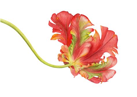 Parrot Tulip Watercolor Illustration Behance