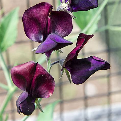 A Beginner’s Guide To Growing Sweet Peas White Flower Farm S Blog
