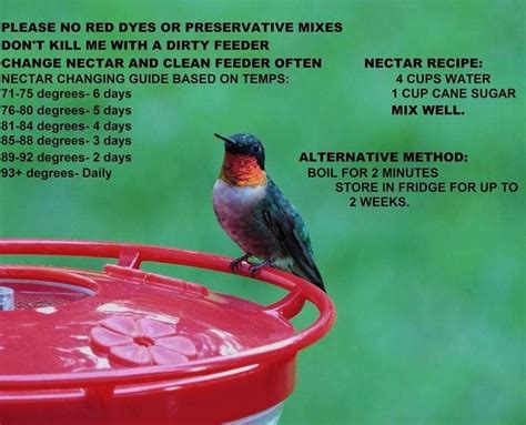 Hummingbird Food Ratio Startbowl