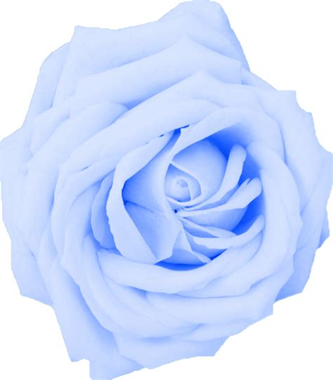 Flor Baby Blue Rose Rosé Png Light Blue Roses Blue Rose