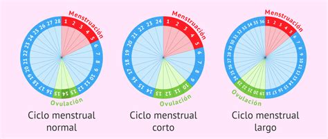 Qu Es El Ciclo Menstrual Y Cu Les Son Sus Etapas Madres Hoy
