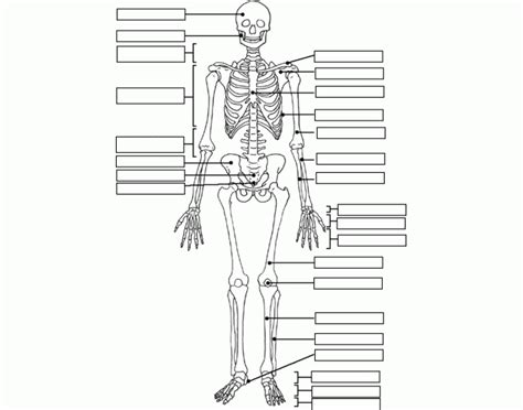 There are five types of human bones: 35 Label The Skeleton Bones - Labels Database 2020