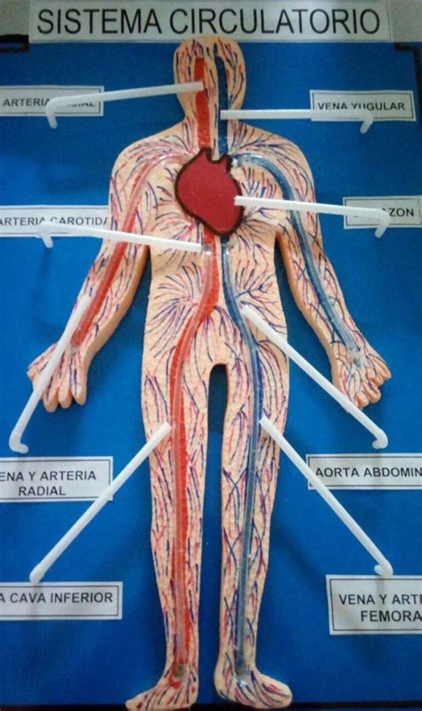 Como Hacer Una Maqueta Del Sistema Circulatorio Funcional Imagui Human