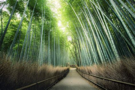 The Arashiyama Bamboo Forest Is One Of Kyotos Main Attractions