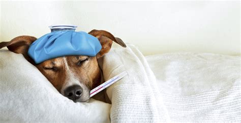 8 Quick Tips For Treating Minor Dog Injuries And Illnesses Zenapet