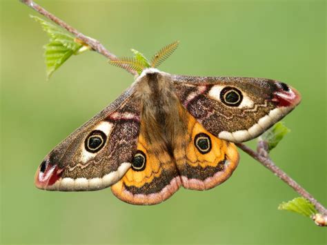 See more of moth on facebook. Emperor Moth