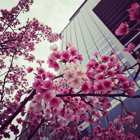 Panorama de taipei, station de métro jiantan, grand hôtel, fête des lanternes sur la place de la liberté , skyline de tapei avec la taipei 101 , païfang du musée national du palais. sakura | Sakura, Taipei, City