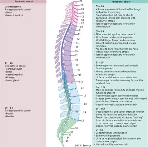 Main function of spinal cord is it connects a huge part of the peripheral nervous system to the brain. Cardiovascular complications of spinal cord injury ...