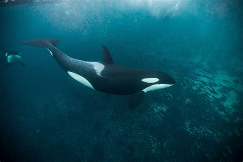 13 Killer Photos Of Killer Whales