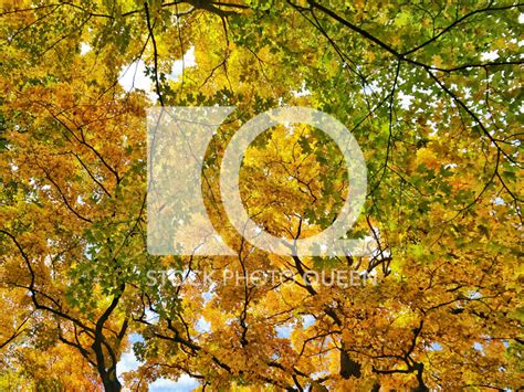 Fall Background Images — Katie Dobies Photography