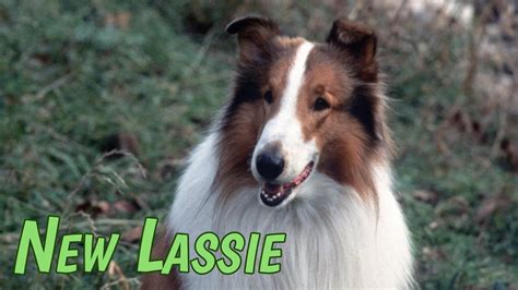The New Lassie Syndicated Series Where To Watch