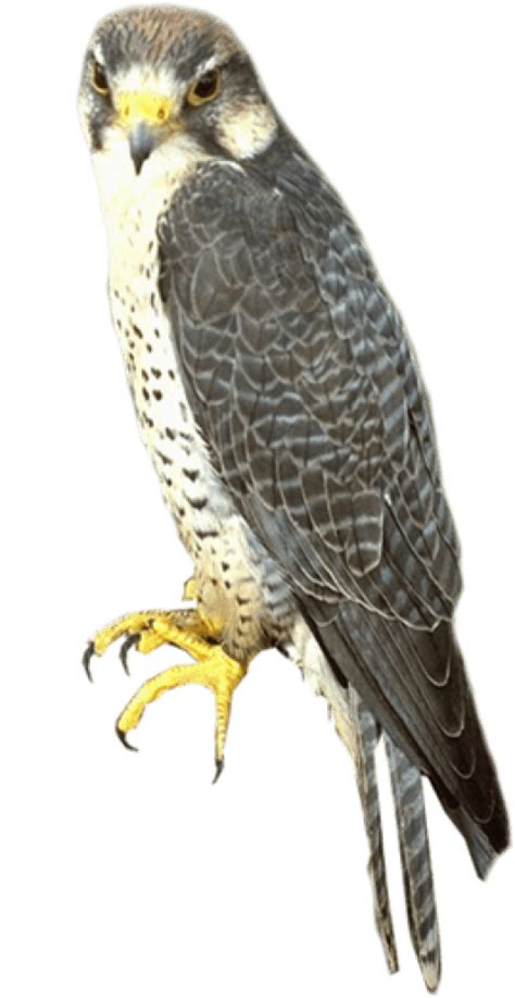 Falcon Png Download Image Png Arts