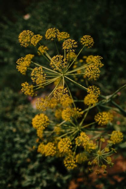Free Photo Close Up Of Yellow Dill Flowers