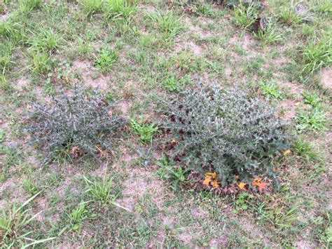 Winter Weeds In Your Pasture Heres Some Tips To Control Them Uf