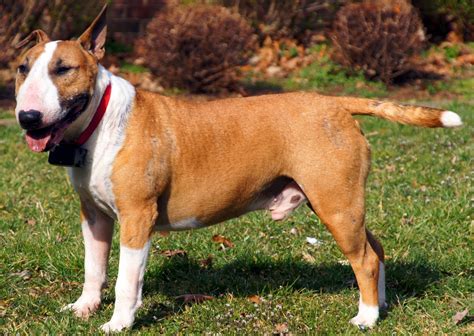 bull terrier marron  blanco imagenes  fotos