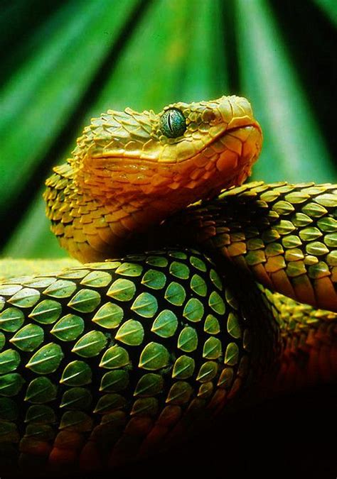 Bush Viper Cool Snakes Colorful Snakes Nature Animals Animals And